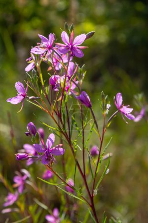 Pink Flowering Chamerion Dodonaei Alpine Willowherb Plant.