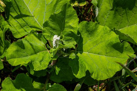 Arctium lappa - Jeunes feuilles de bardane au début de l'été.