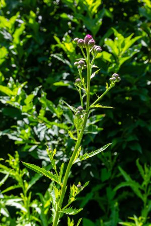Distel Carduus acanthoides wächst im Sommer in freier Wildbahn.