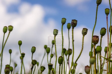 primer plano de Seedpods of te corn poppy flower, enfoque selectivo con fondo boke beige - Papaver rhoeas .