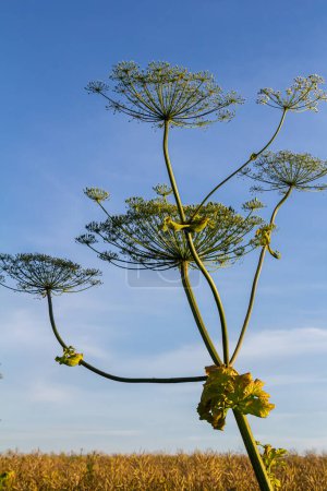Heracleum sosnovskyi big poison plant blooming. Medicinal plant Common Hogweed Heracleum sphondylium.
