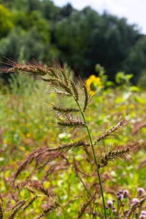 En el campo, como las malas hierbas entre los cultivos agrícolas crecen Echinochloa crus-galli.