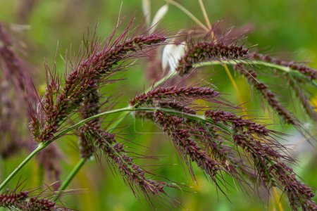 In the field, as weeds among the agricultural crops grow Echinochloa crus-galli.
