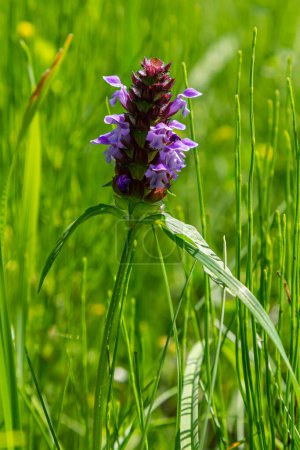 Beautiful prunella vulgaris are growing on a green meadow. Live nature.