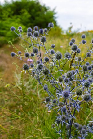 Eryngium Planum Or Blue Sea Holly - Fleur poussant sur prairie. Plantes d'herbes sauvages.