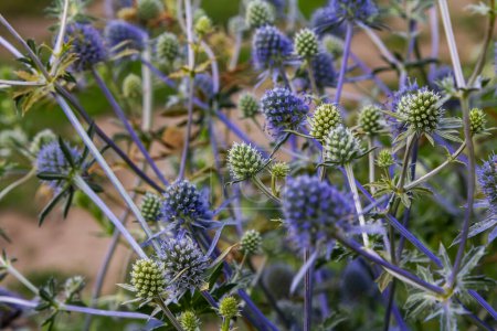 Eryngium Planum Or Blue Sea Holly - Flower Growing On Meadow (en inglés). Plantas de hierbas silvestres.