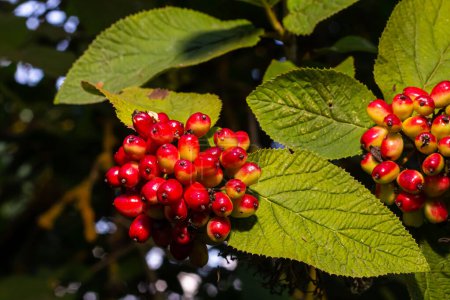 In the summer, viburnum is whole-leaved Viburnum lantana berries are ripening.