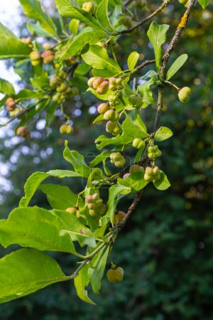 Euonymus europaeus grows in July. Euonymus europaeus, the spindle, European spindle, or common spindle, is a species of flowering plant in the family Celastraceae.