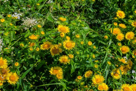 In the summer, the wild medicinal plant Inula blooms in the wild.