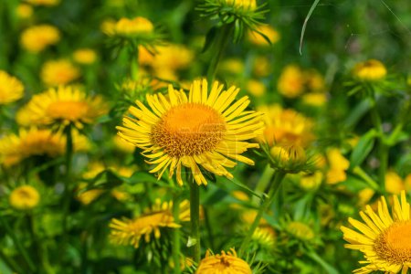 In the summer, the wild medicinal plant Inula blooms in the wild.