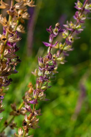 Deep violet-blue flowers, Salvia nemorosa Ostfriesland. Tall purple flower . Salvia, Nepeta. Balkan Clary - Salvia sylvestris.
