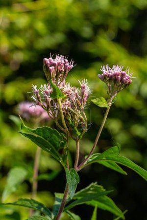 The view of Eupatorium fortunei floral plant blooming in the greenery.