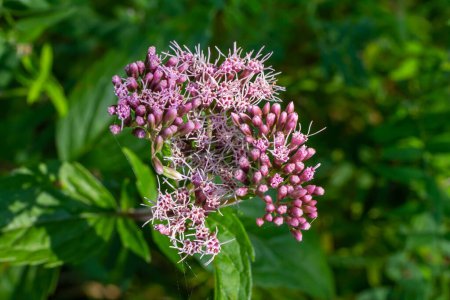The view of Eupatorium fortunei floral plant blooming in the greenery.