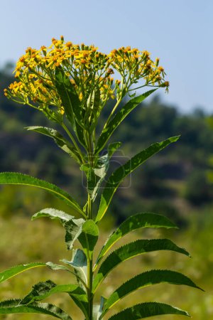 Senecio hydrophilus Nutt. flores amarillas silvestres, planta de hierba floreciente en el jardín de verano.