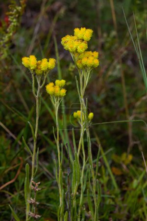 Helichrysum-Arenarium, Zwerg-Everlast, unsterbliche gelbe Blüten Nahaufnahme.