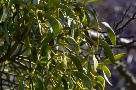 green branches of white mistletoe close-up, Viscum album, Santalaceae, symbol romance, fertility, and vitality, hemiparous plant, tree killer, spring pruning of trees, white mistletoe on tree branches.