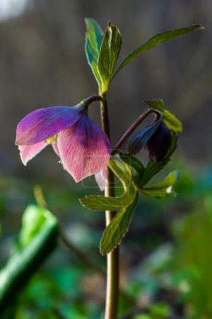 Early spring forest blooms hellebores, Helleborus purpurascens. Purple wildflower in nature. Hellebore macro details.