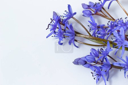 Hermosas flores azules nevadas Scilla bifolia squill alpino, dos hojas de squill sobre un fondo blanco con espacio para el texto. Decoración de primavera.