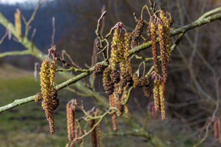 Pequeña rama de aliso negro Alnus glutinosa con amentos masculinos y flores rojas femeninas. Aliso floreciente en primavera hermoso fondo natural con pendientes claros y fondo borroso.