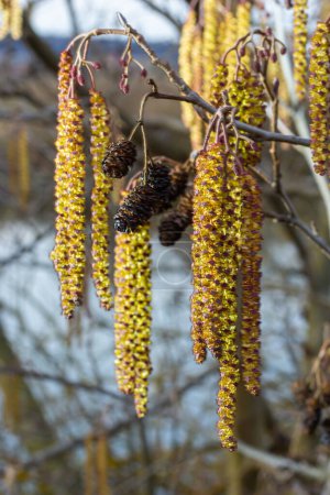 Petite branche d'aulne noir Alnus glutinosa avec chatons mâles et fleurs rouges femelles. Floraison aulne au printemps beau fond naturel avec des boucles d'oreilles claires et fond flou.