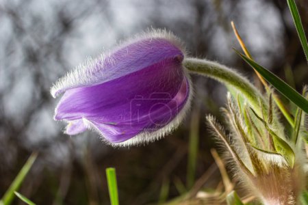 Pulsatilla slavica. Flor de primavera en el bosque. Una hermosa planta esponjosa púrpura que florece a principios de primavera. Desapareciendo flores de primavera.
