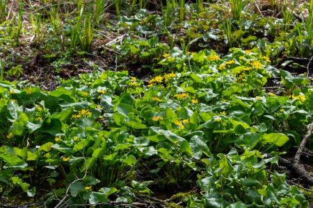 En primavera, caltha palustris crece en el bosque húmedo de alisos. Primavera temprana, humedales, bosque inundado.