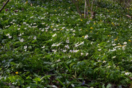 Die vielen weißen Wildblumen im Frühlingswald. Blühen Schönheit, Natur, natürlich. Sonniger Sommertag, grünes Gras im Park. Anemonoides nemorosa.