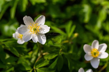 Las muchas flores silvestres blancas en el bosque de primavera. Belleza de flor, naturaleza, natural. Día de verano soleado, hierba verde en el parque. Anemonoides nemorosa.