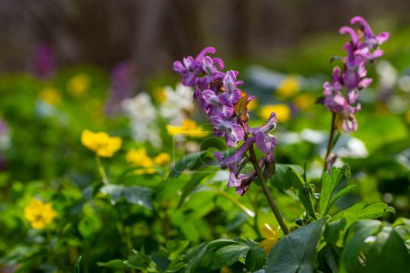 Corydalis. Corydalis solida. La forêt de fleurs violettes fleurit au printemps. La première fleur printanière, violette. Corydalis sauvage dans la nature
.