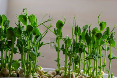 Photo for Micro green of peas macro shot. Fresh micro greens growing peas sprouts for healthy salad. Fresh natural organic product. - Royalty Free Image