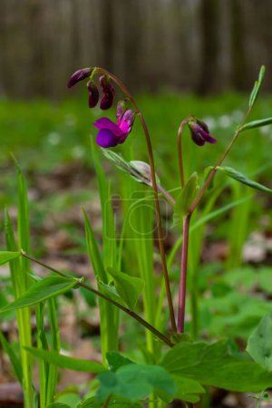 Lathyrus vernus in voller Blüte, Vechling-Blume mit Blüte und grünen Blättern, die im Wald wächst, Makro.