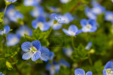 Fleurs bleues veronica chamaedrys fermer sur une prairie par temps ensoleillé.
