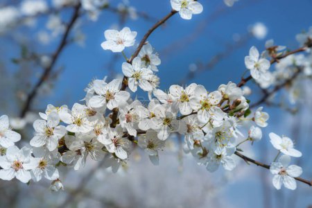 Selektive Fokussierung der schönen Zweige der Pflaumenblüten auf den Baum unter blauem Himmel, Schöne Sakura-Blüten im Frühling im Park, Florales Muster Textur, Natur Hintergrund.