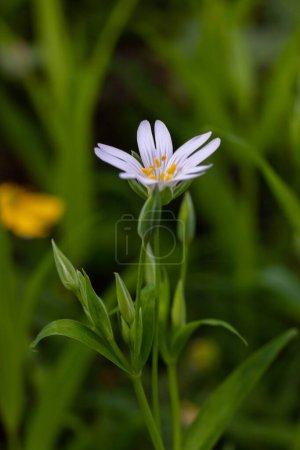 Stellaria holostea or greater stitchwort - is a perennial herbaceous flowering plant in the carnation family Caryophyllaceae. A traditional British spring flower.