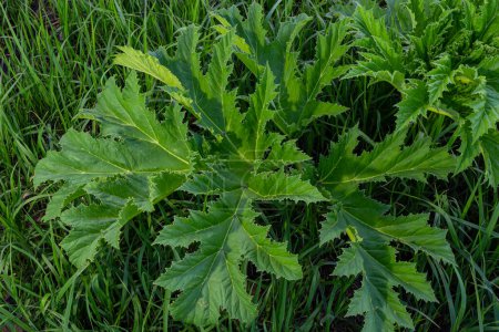 Heracleum sosnovskyi gran planta venenosa floreciendo. Planta medicinal Common Hogweed Heracleum sphondylium.