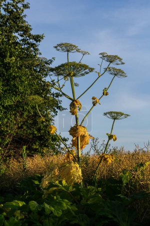 Heracleum sosnovskyi grande plante empoisonnée floraison. Plante médicinale Haricot commun Heracleum sphondylium.
