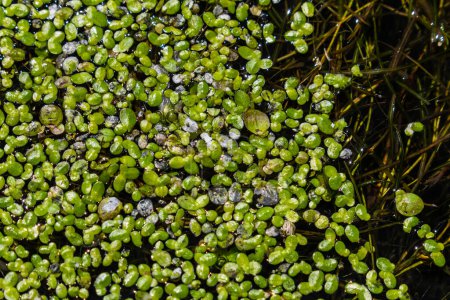 Duckweed - Cultivo de la hierba del pato. Lemna trisulca .