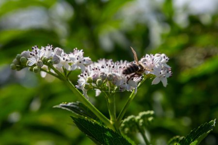 Biene auf Dänenkraut. Sambucus ebulus, auch bekannt als Dänenkraut, Dänenkraut, Dänenblut, Zwergholzer oder Europäischer Zwergholzer.