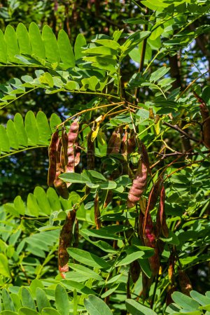 Robinia pseudoacacia, comúnmente conocida como langosta negra con semillas.