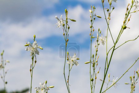 Zerbrechliche weiße und gelbe Blüten von Anthericum ramosum, sternförmig, wachsen auf einer Wiese in freier Wildbahn, verschwommener grüner Hintergrund, warme Farben, heller und sonniger Sommertag.