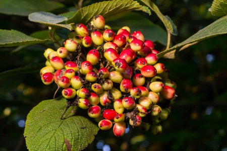 In the summer, viburnum is whole-leaved Viburnum lantana berries are ripening.