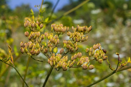 Pastinaca sativa subsp. urens, Pastinaca umbrosa, Apiaceae. Planta salvaje disparada en verano.