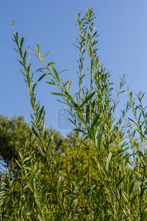 Salix purpurea Purpurweide oder Osier ist eine Art von Salix, die in den meisten Teilen Europas beheimatet ist. Purpurweidenkätzchen, Salix purpurea.