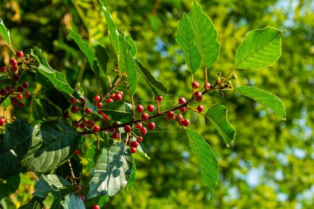 Branches of Frangula alnus with black and red berries. Fruits of Frangula alnus.