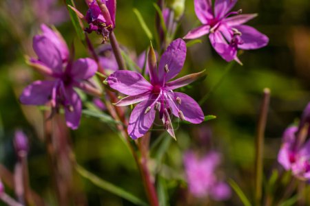 Flor Rosa Chamerion Dodonaei Alpine Willowherb Plant.