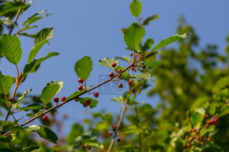 Zweige von Frangula alnus mit schwarzen und roten Beeren. Früchte von Frangula alnus.