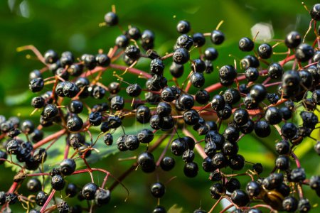 Cluster of black elderberries Sambucus. Elderberry bush with berries.