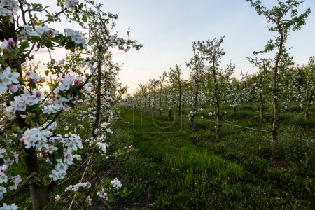 apple trees in the spring in the orchard, young apple trees on a plantation in the countryside.