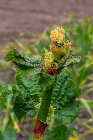 Rhubarb flower. Blooms of rhubarb flowers with green stem and leaves.