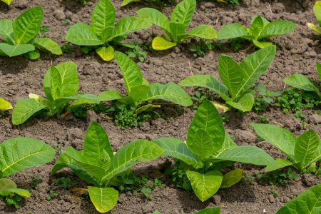 Champ de tabac agricole. Jeunes plants de tabac naturels frais dans le champ de tabac après la pluie, Allemagne. Semis de tabac vert jung, gros plan.